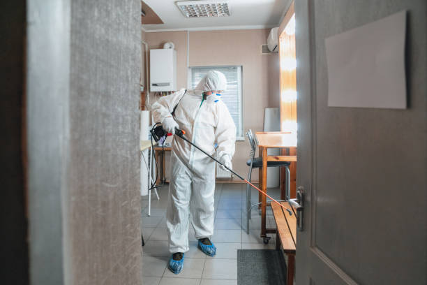 Best Black Mold Removal  in Blue Ash, OH